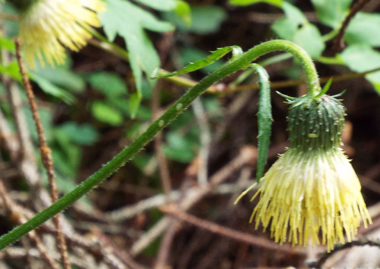 Cirsium erisithales